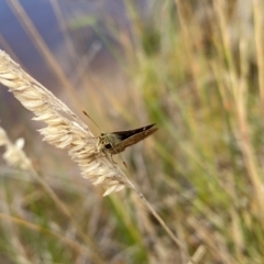 Dispar compacta at Rob Roy Range - 10 Feb 2024