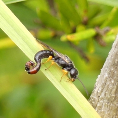 Unidentified Flower wasp (Scoliidae or Tiphiidae) at Wingecarribee Local Government Area - 20 Jan 2024 by Curiosity