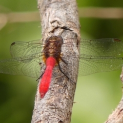 Orthetrum villosovittatum (Fiery Skimmer) at Braemar - 9 Feb 2024 by Curiosity