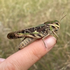 Gastrimargus musicus (Yellow-winged Locust or Grasshopper) at Rob Roy Range - 9 Feb 2024 by Shazw