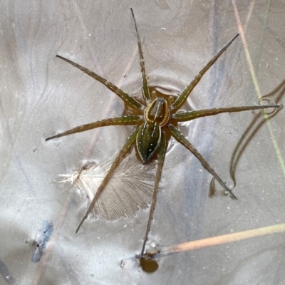 Dolomedes (genus) (Fishing spider) at Rob Roy Range - 10 Feb 2024 by Shazw