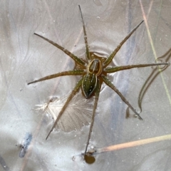 Dolomedes sp. (genus) (Fishing spider) at Rob Roy Range - 9 Feb 2024 by Shazw