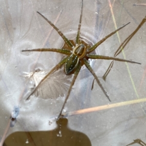 Dolomedes sp. (genus) at Rob Roy Range - suppressed