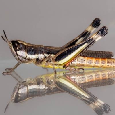 Macrotona australis (Common Macrotona Grasshopper) at Jerrabomberra, NSW - 9 Feb 2024 by MarkT