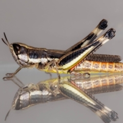 Macrotona australis (Common Macrotona Grasshopper) at QPRC LGA - 9 Feb 2024 by MarkT