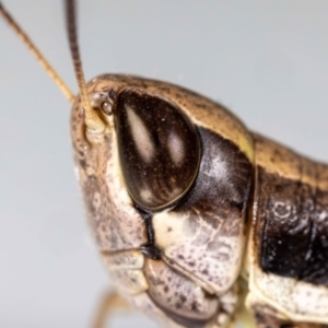 Macrotona australis at QPRC LGA - 9 Feb 2024