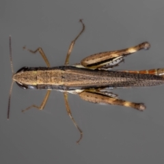 Macrotona australis at QPRC LGA - suppressed