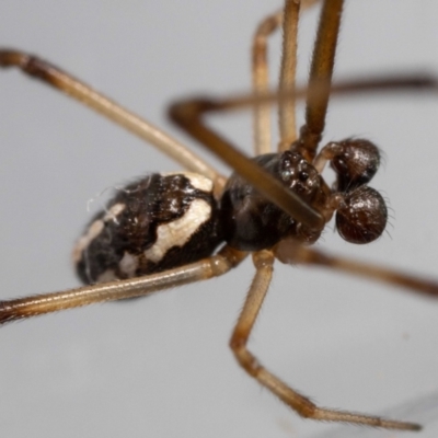 Latrodectus hasselti (Redback Spider) at QPRC LGA - 9 Feb 2024 by MarkT