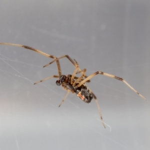 Latrodectus hasselti at QPRC LGA - 9 Feb 2024