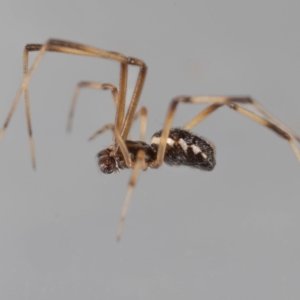 Latrodectus hasselti at QPRC LGA - 9 Feb 2024