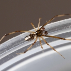 Latrodectus hasselti at QPRC LGA - 9 Feb 2024