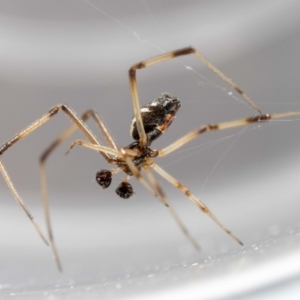 Latrodectus hasselti at QPRC LGA - 9 Feb 2024