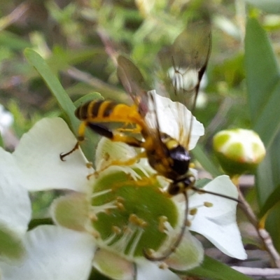 Ichneumonidae (family) (Unidentified ichneumon wasp) at Hackett, ACT - 31 Jan 2024 by JenniM