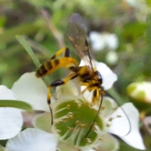 Ichneumonidae (family) at Hackett, ACT - 31 Jan 2024