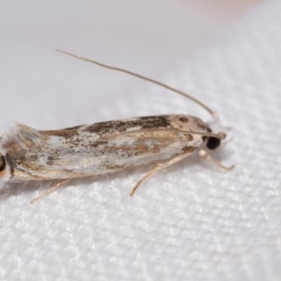 Erechthias mystacinella (Tineidae) at Jerrabomberra, NSW - 4 Feb 2024 by DianneClarke