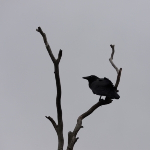 Corvus coronoides at Cook, ACT - 6 Feb 2024 09:11 AM