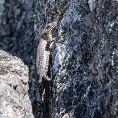 Egernia cunninghami (Cunningham's Skink) at Namadgi National Park - 7 Feb 2024 by SWishart