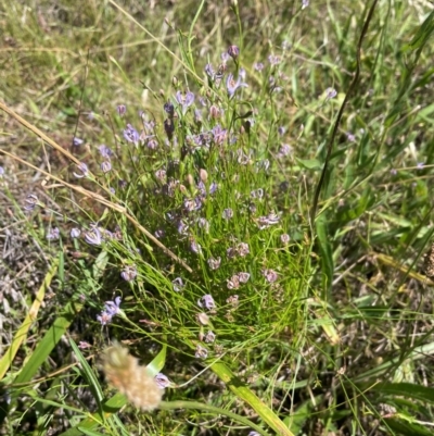 Wahlenbergia gracilis at Griffith Woodland (GRW) - 11 Feb 2024 by ianandlibby1