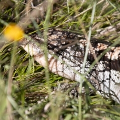 Tiliqua nigrolutea (Blotched Blue-tongue) at Namadgi National Park - 7 Feb 2024 by SWishart