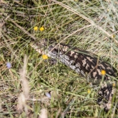 Tiliqua nigrolutea at Namadgi National Park - 7 Feb 2024 10:20 AM