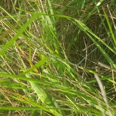 Acrida conica (Giant green slantface) at Mount Majura - 7 Feb 2024 by MPW