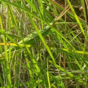 Acrida conica at Mount Majura - 7 Feb 2024