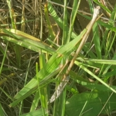 Acrida conica at Mount Majura - 7 Feb 2024