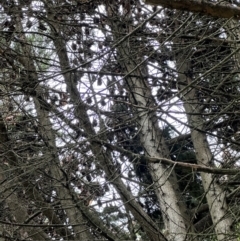 Unidentified Flying Fox or Other Megabat at Kangaroo Valley, NSW - 11 Feb 2024 by lbradley