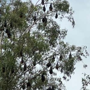 Pteropus poliocephalus at Kangaroo Valley, NSW - suppressed