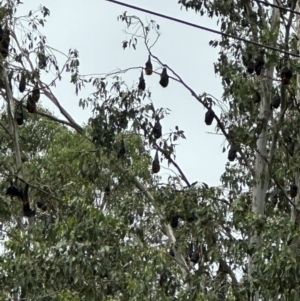 Pteropus poliocephalus at Kangaroo Valley, NSW - suppressed