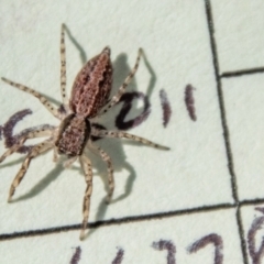 Helpis sp. (genus) (Unidentified Bronze Jumping Spider) at Mount Clear, ACT - 7 Feb 2024 by SWishart