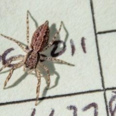 Helpis sp. (genus) (Unidentified Bronze Jumping Spider) at Namadgi National Park - 7 Feb 2024 by SWishart