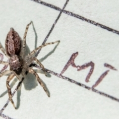 Helpis sp. (genus) at Namadgi National Park - 7 Feb 2024