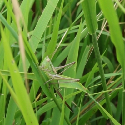 Conocephalus semivittatus (Meadow katydid) at Lyons, ACT - 10 Feb 2024 by ran452