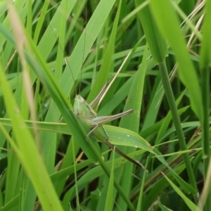 Conocephalus semivittatus at Lyons, ACT - 11 Feb 2024