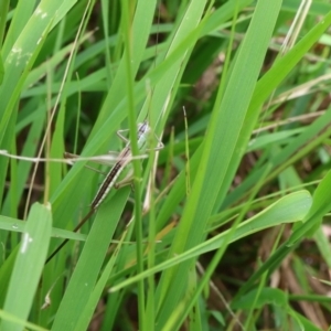 Conocephalus semivittatus at Lyons, ACT - 11 Feb 2024