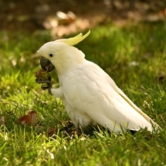 Cacatua galerita (Sulphur-crested Cockatoo) at Belconnen, ACT - 10 Feb 2024 by Thurstan