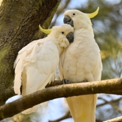 Cacatua galerita at Lake Ginninderra - 11 Feb 2024