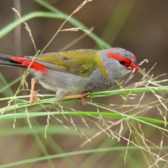 Neochmia temporalis (Red-browed Finch) at Lake Ginninderra - 11 Feb 2024 by Thurstan