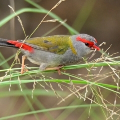 Neochmia temporalis (Red-browed Finch) at Lake Ginninderra - 10 Feb 2024 by Thurstan