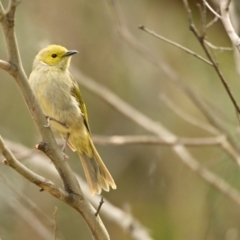 Ptilotula penicillata (White-plumed Honeyeater) at Lake Ginninderra - 11 Feb 2024 by Thurstan