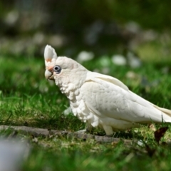 Cacatua sanguinea (Little Corella) at Belconnen, ACT - 10 Feb 2024 by Thurstan