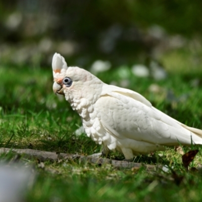 Cacatua sanguinea (Little Corella) at Lake Ginninderra - 11 Feb 2024 by Thurstan