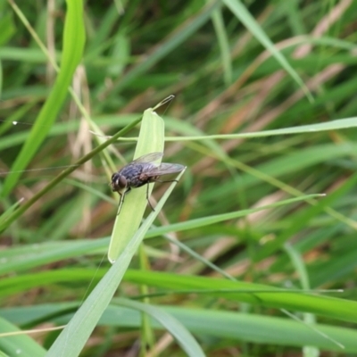 Muscidae (family) at Lyons, ACT - 11 Feb 2024 by ran452