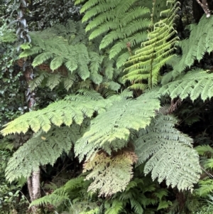 Cyathea australis subsp. australis at Barrengarry, NSW - 11 Feb 2024