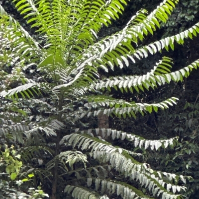 Polyscias murrayi (Pencil Cedar) at Barrengarry, NSW - 11 Feb 2024 by lbradley