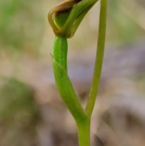 Leporella fimbriata at suppressed - suppressed