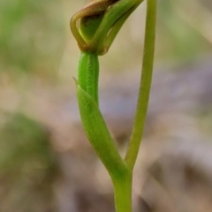 Leporella fimbriata (Fringed Hare Orchid) at Ruabon, WA - 8 Apr 2023 by Varena