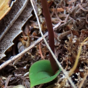 Leporella fimbriata at suppressed - suppressed