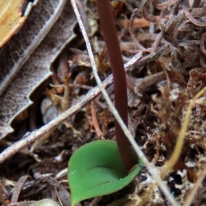 Leporella fimbriata at suppressed - 8 Apr 2023